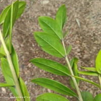 Zamioculcas zamiifolia (G.Lodd.) Engl.